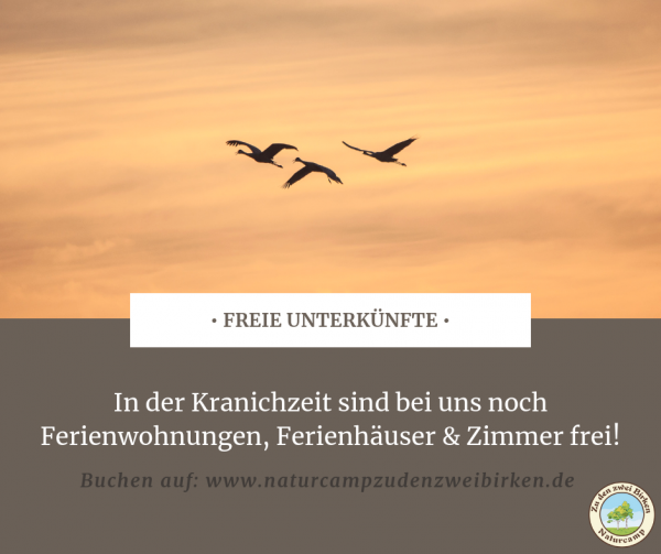 Kraniche_Freie_Unterkünfte Kraniche Freie Unterkünfte